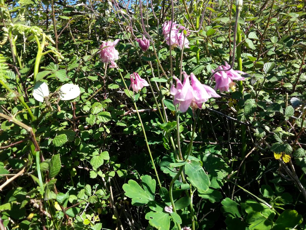 Aquilegia sul Limbara da determinare